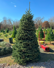 Christmas Trees (Pre-Cut)