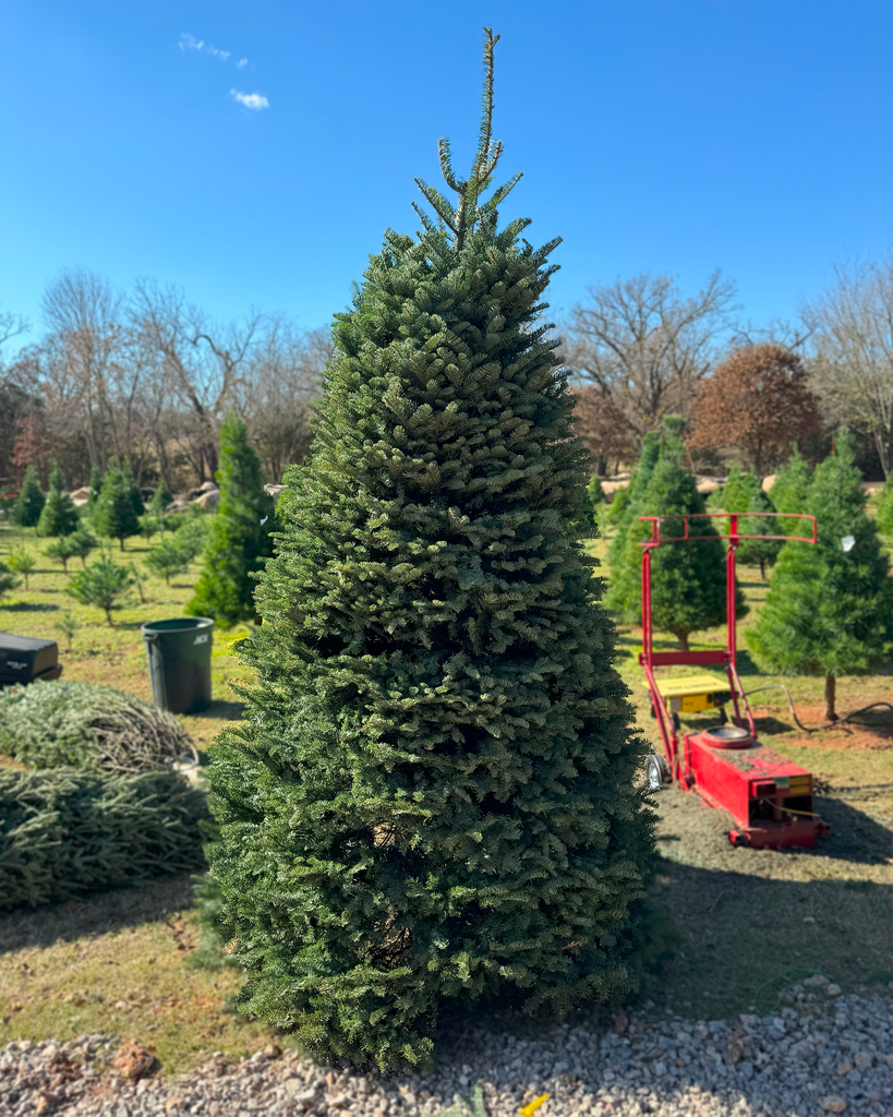 Christmas Trees (Pre-Cut)