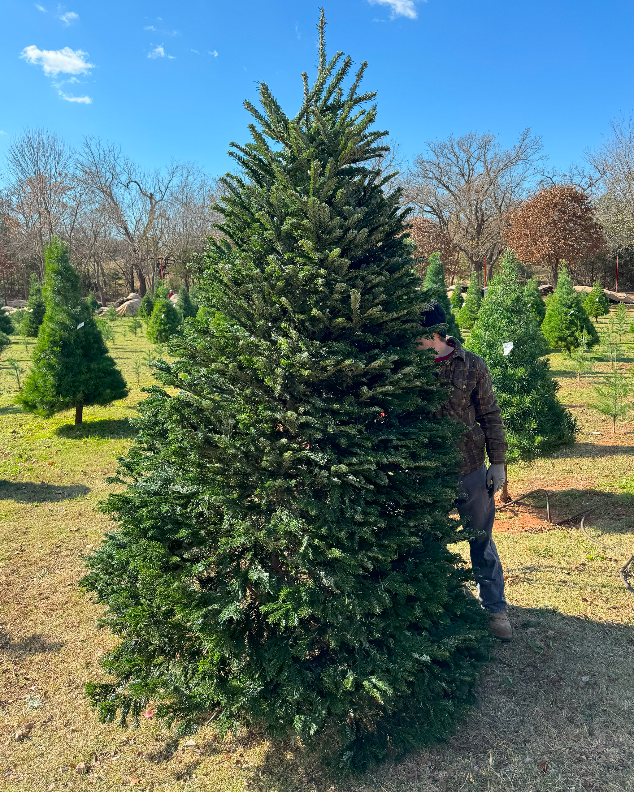 Christmas Trees (Pre-Cut)