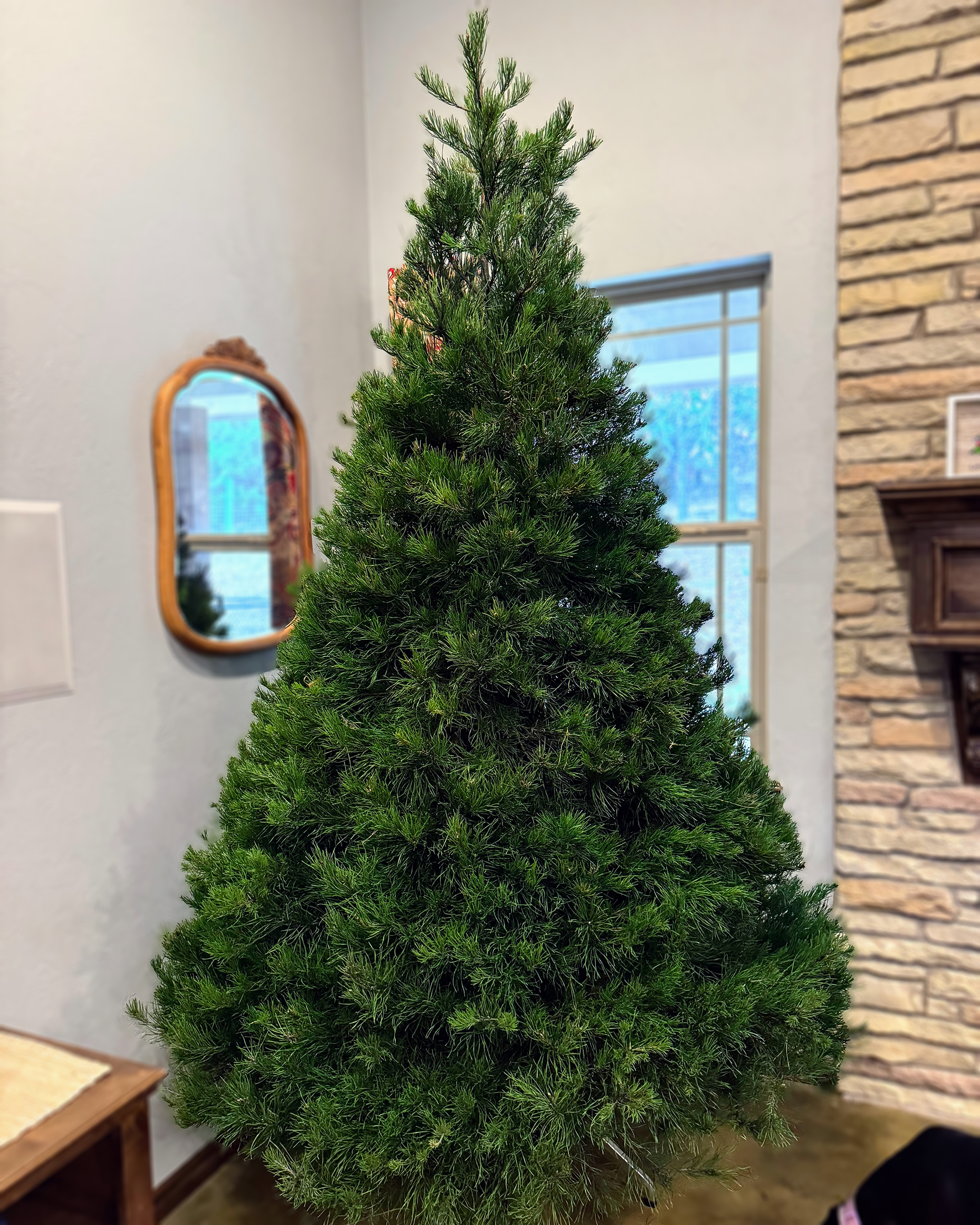 Virginia Pine Christmas Tree