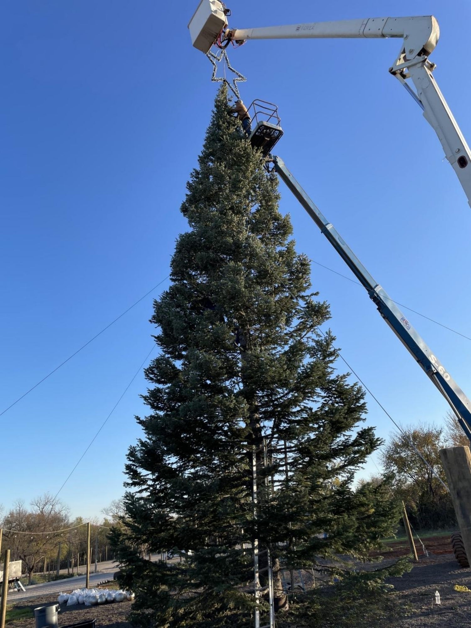 Wells Christmas Tree Farm