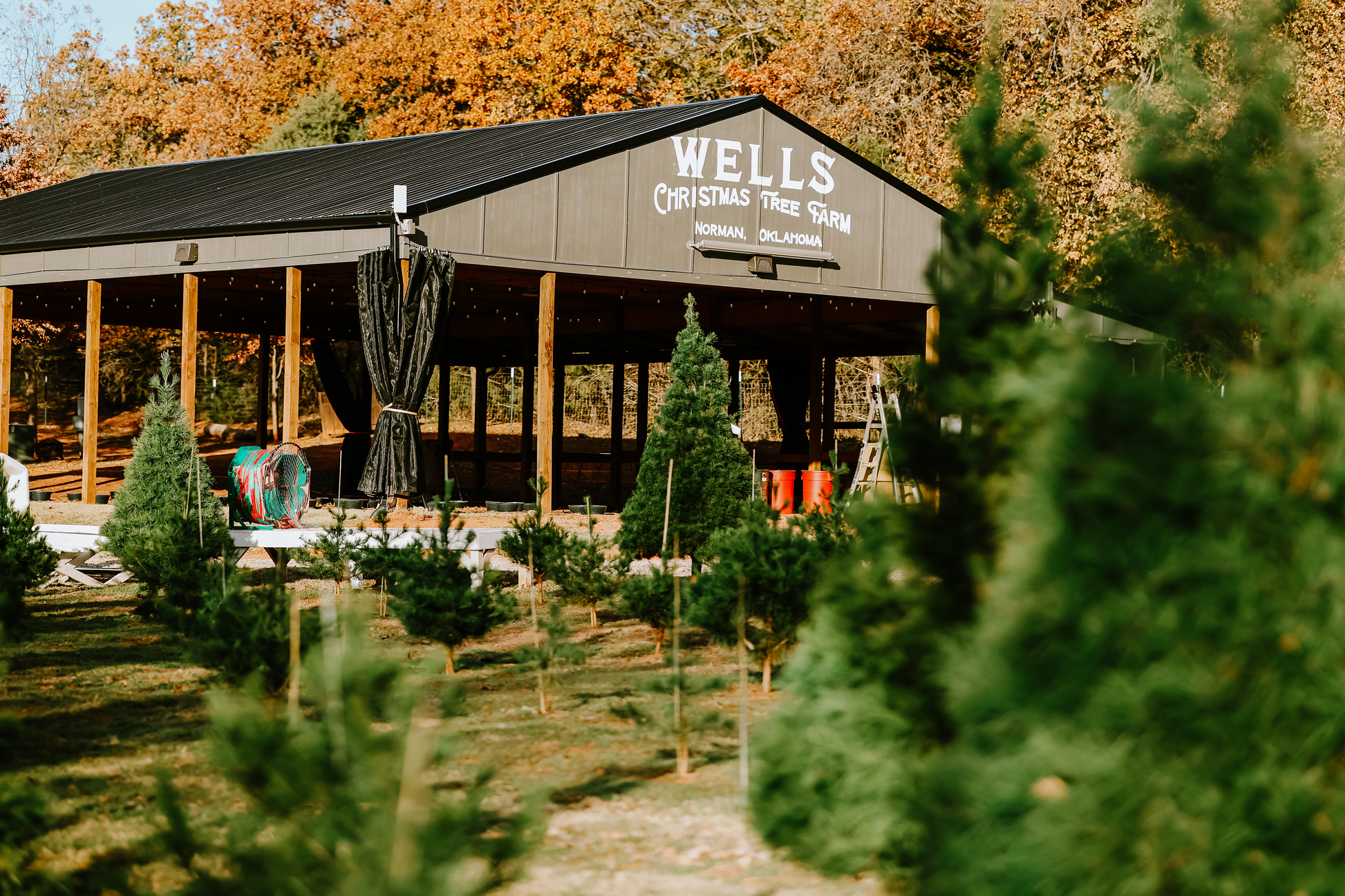 Wells Christmas Tree Farm Tree Field