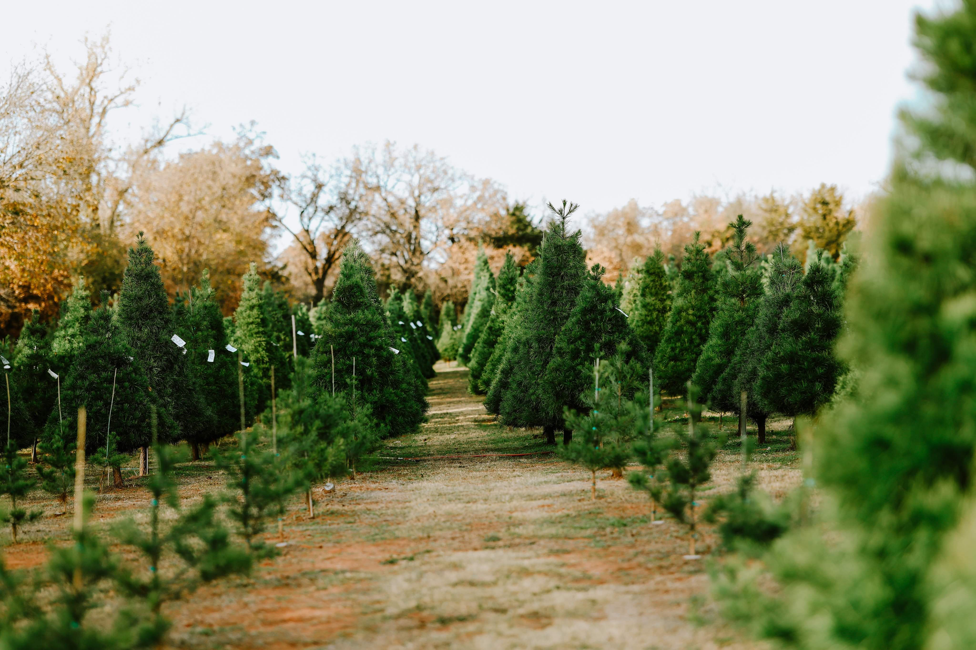 Wells Christmas Tree Farm Tree Field in Norman, OK