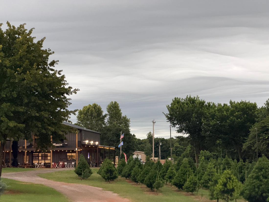 Virginia Pines, an Oklahoma Drought, and How to Water a Tree