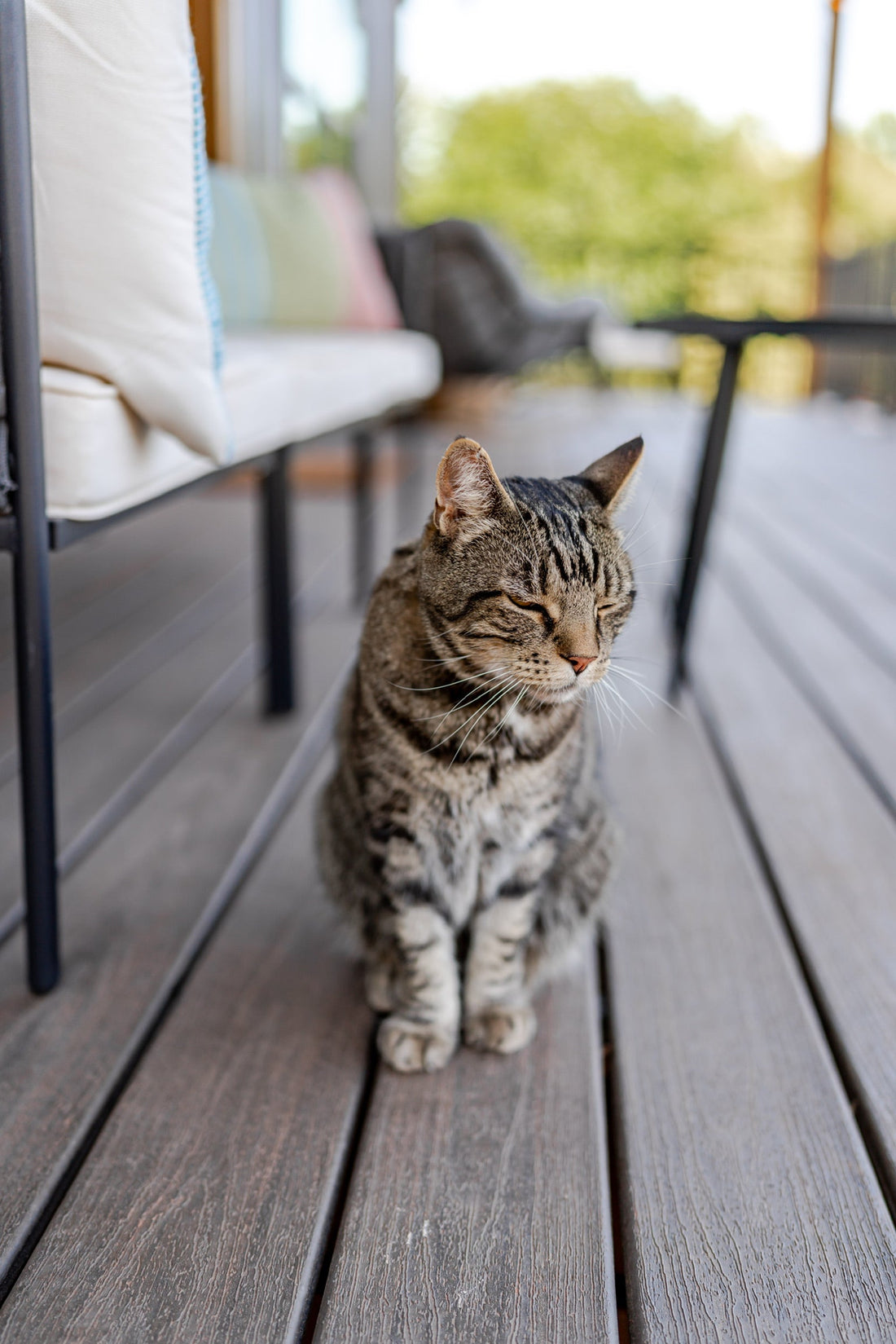 Looking for a Cat Cafe in Norman? Meet Big Cat at Wells Christmas Tree Farm.