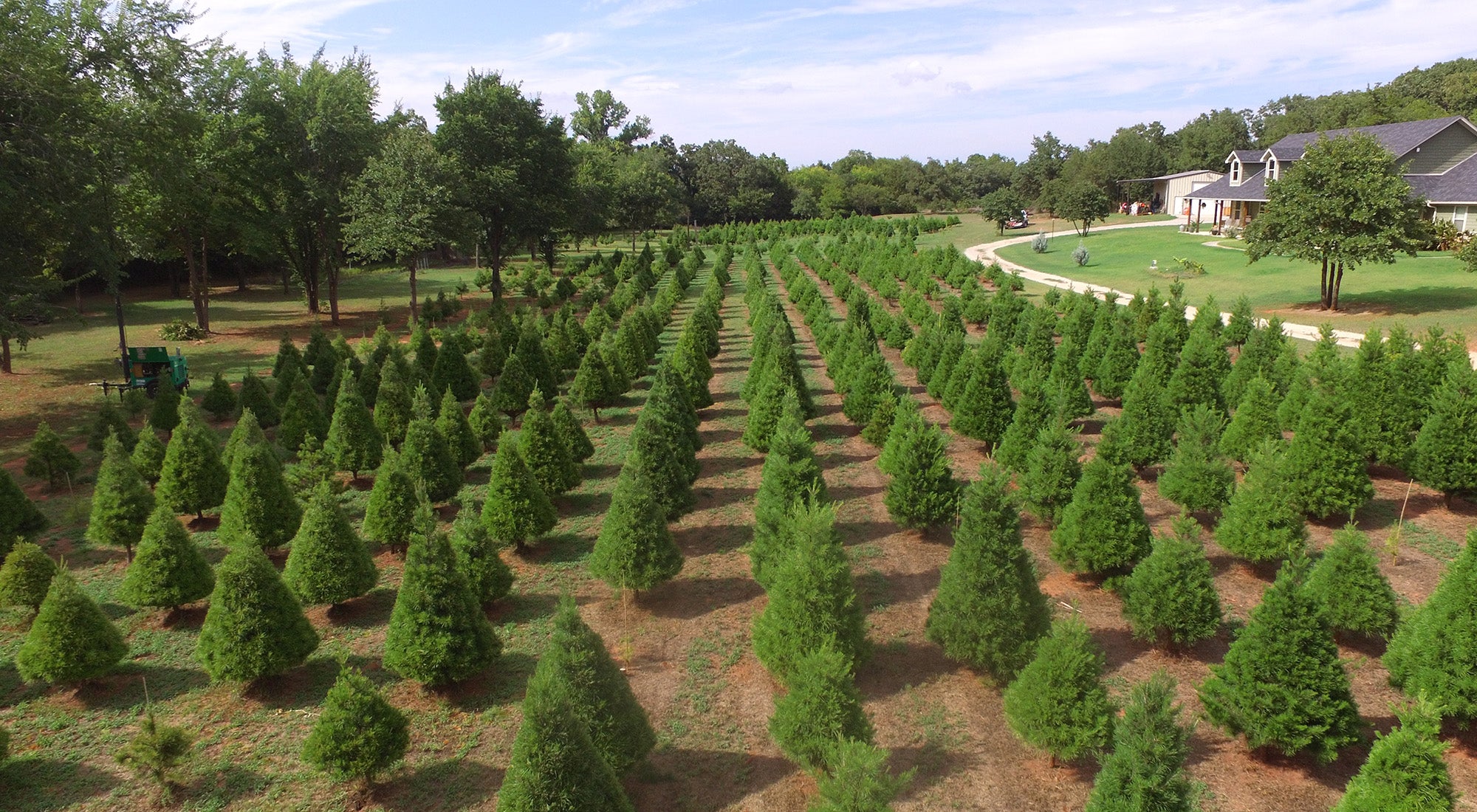 Wells Christmas Tree Farm
