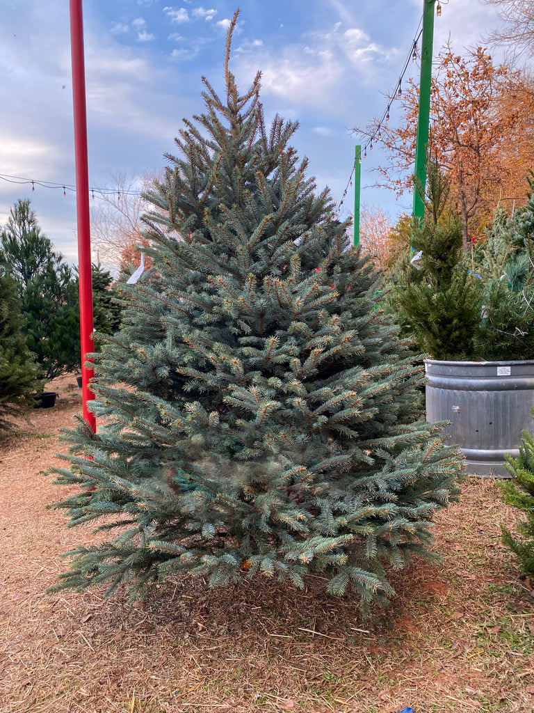 Christmas Trees (Pre-Cut)